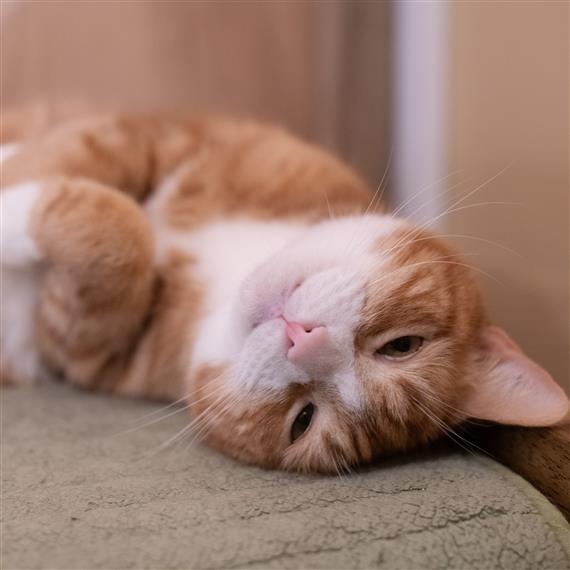 cat