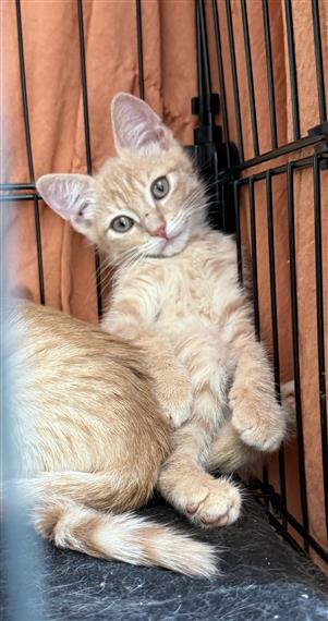 kitten