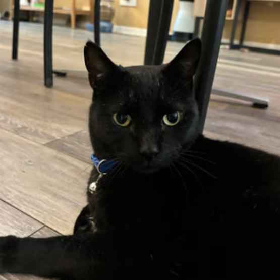 oreo