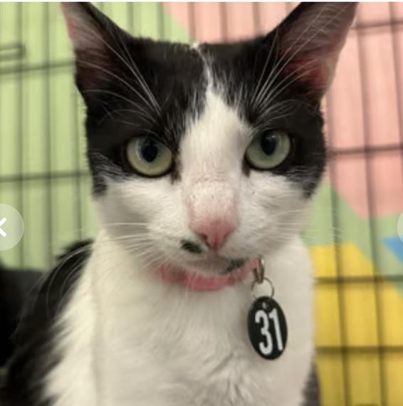 cat