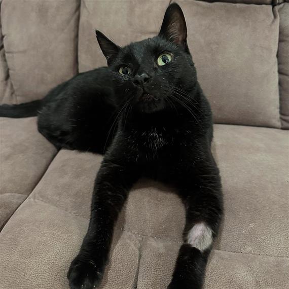 oreo