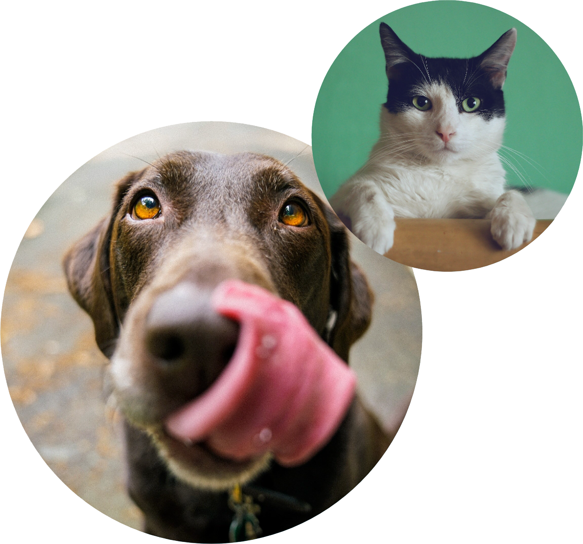 DOG AND CAT