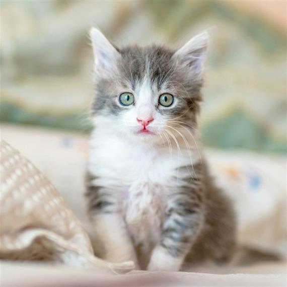 KITTEN