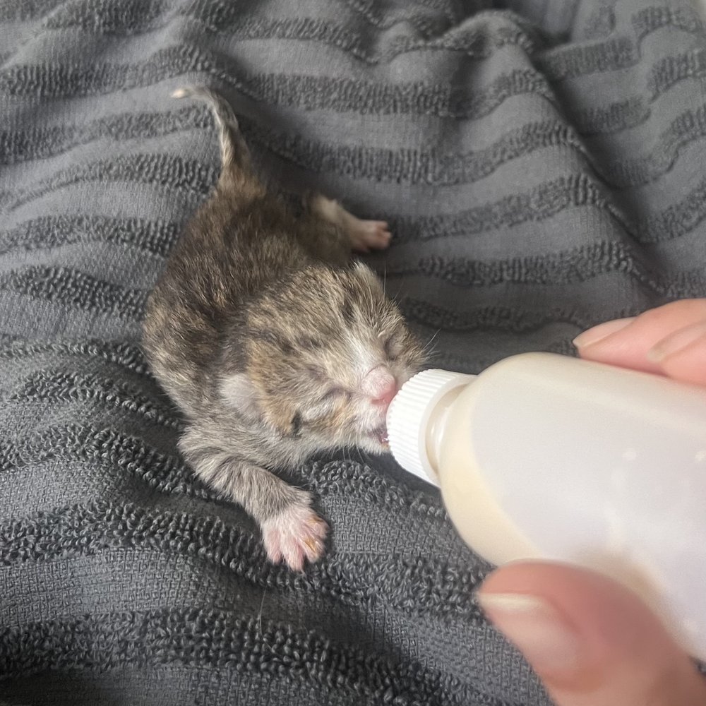 bottle fed kitten