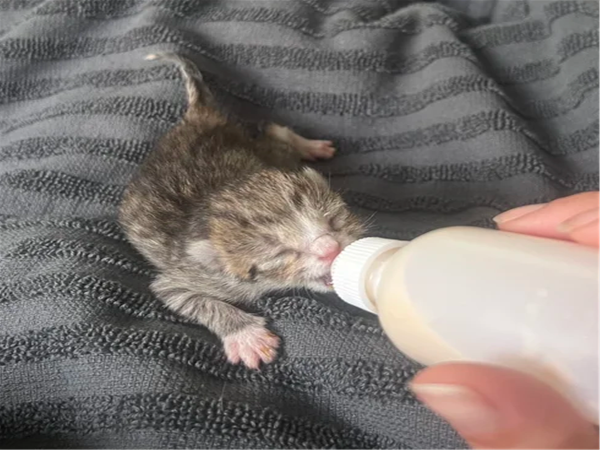 Bottle fed kitten