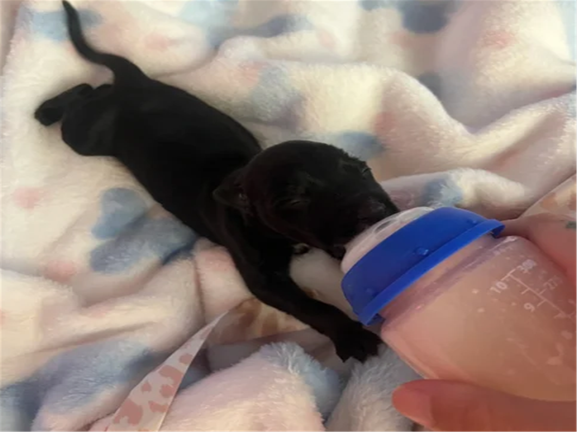 Bottle fed kitten