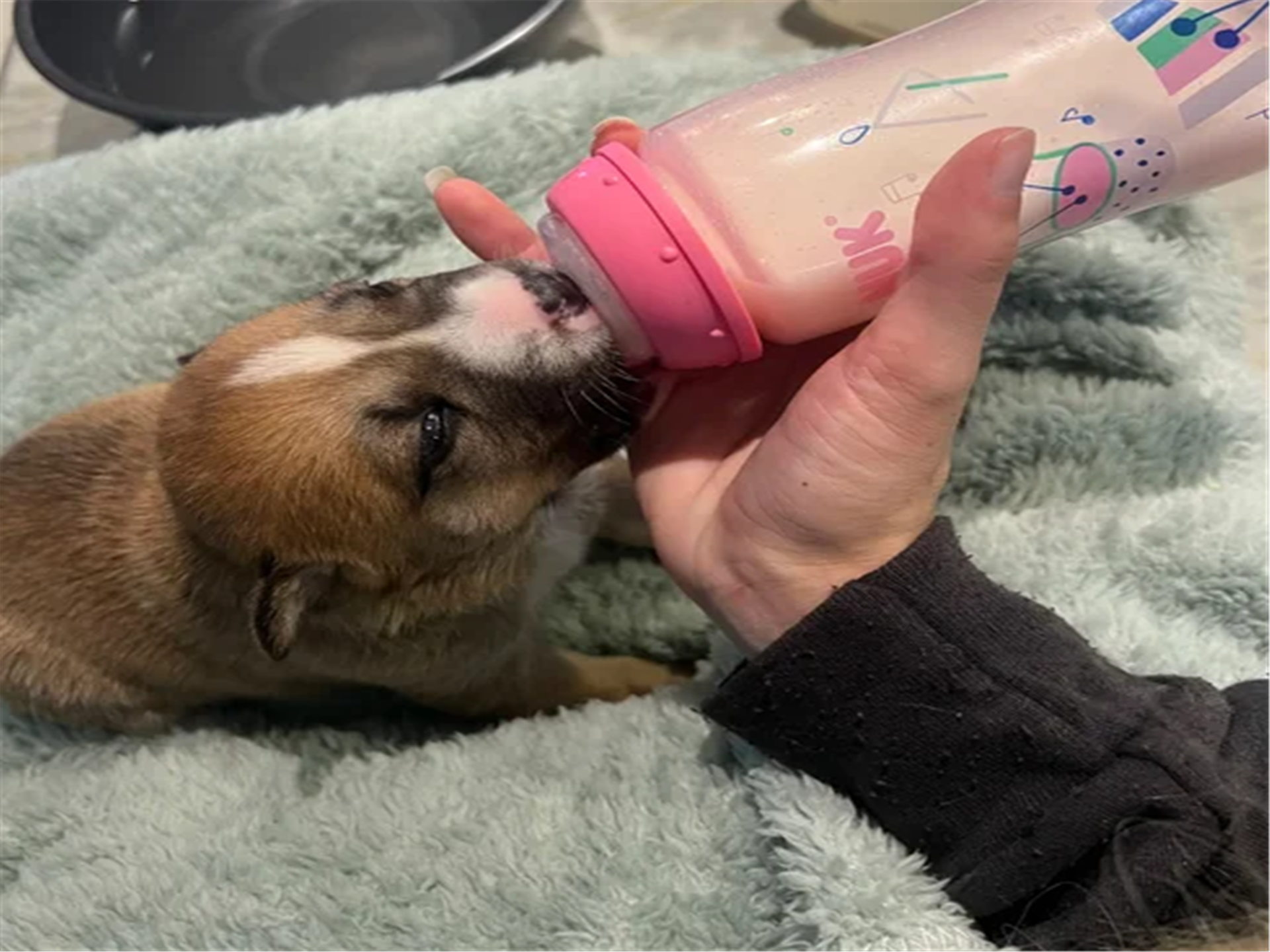 Bottle fed kitten