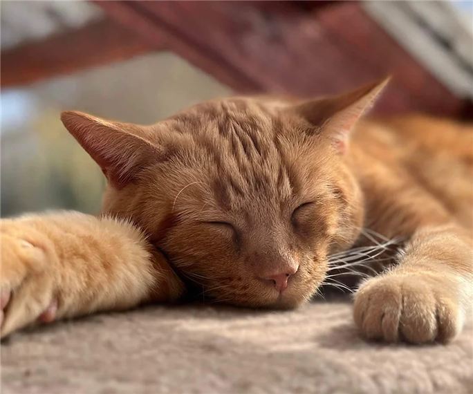 ORANGE CAT