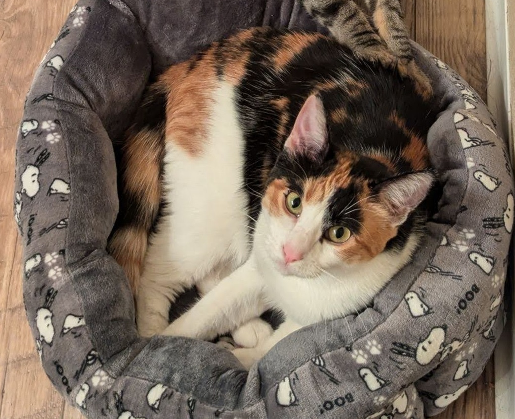 cat in bed