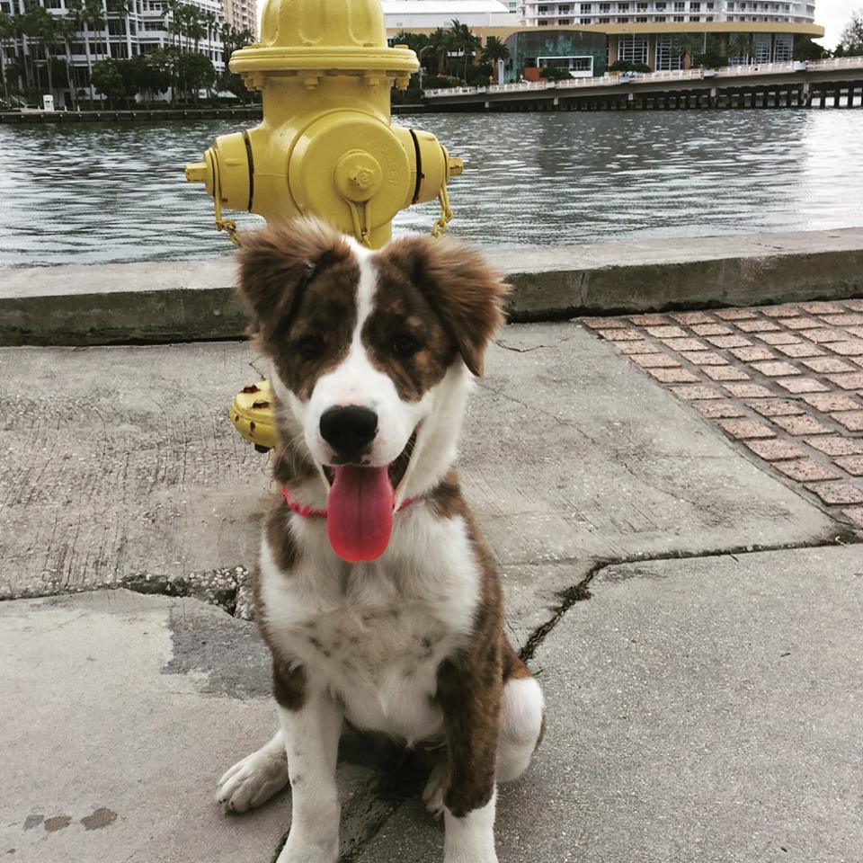 dog by waterfront sitting in front of fire fydrant