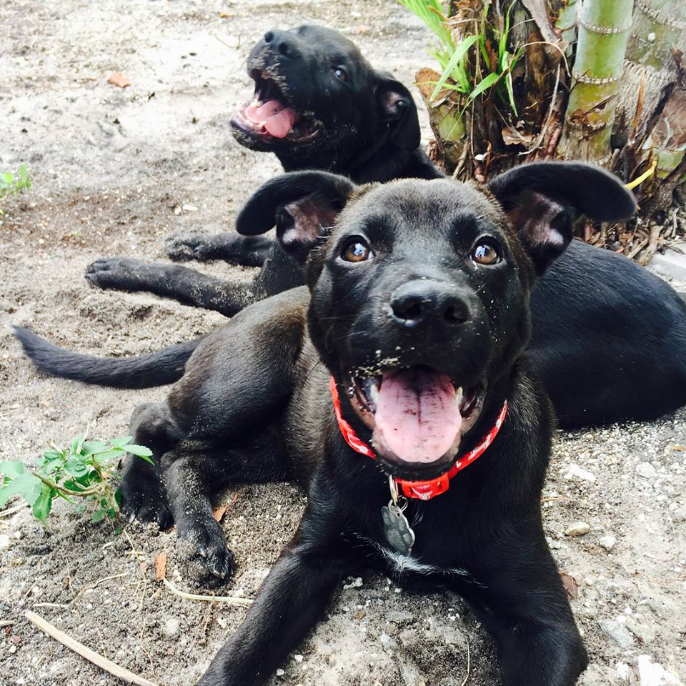 2 black dogs laying together