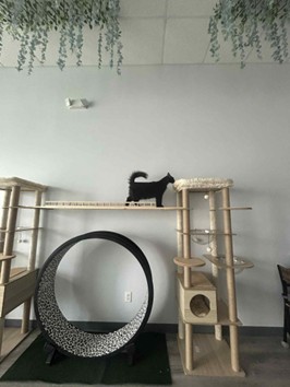 cat cafe
