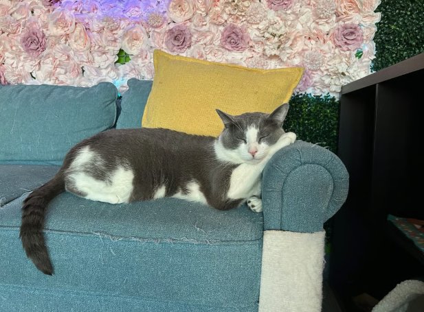 cat