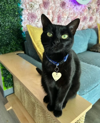 cat