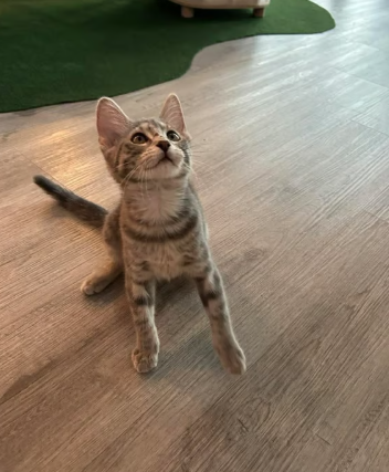 cat
