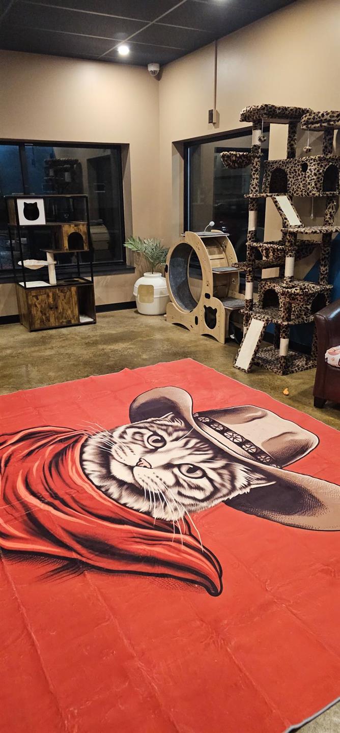 cat lounge