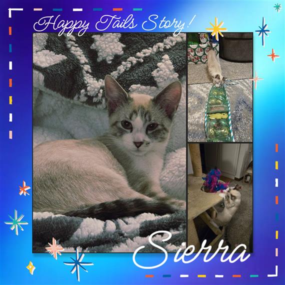 Sierra adoptor submitted photos 