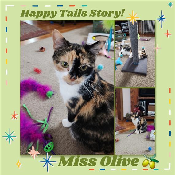 Miss Olive adoptor sent photos