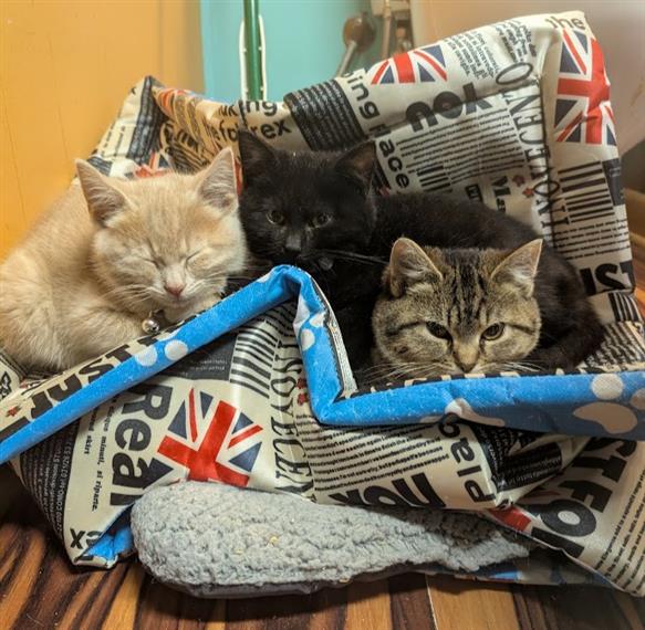 kittens on a bed
