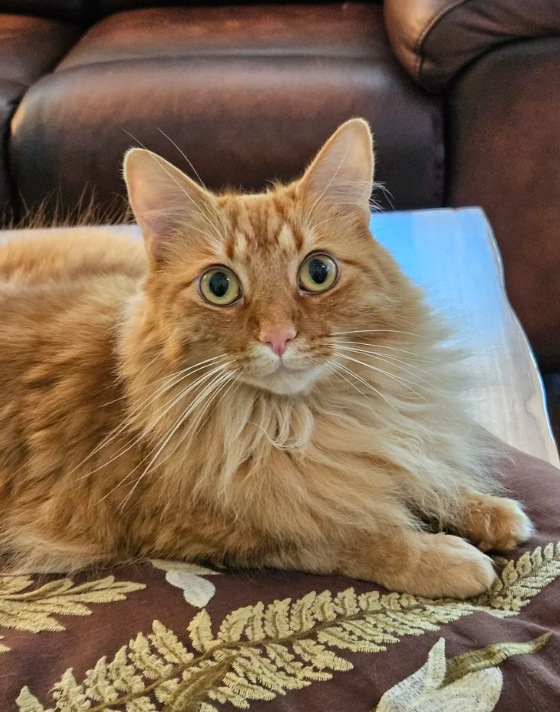 cat