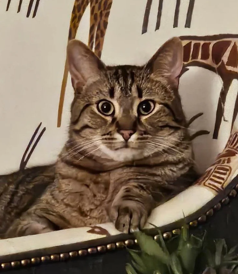 cat