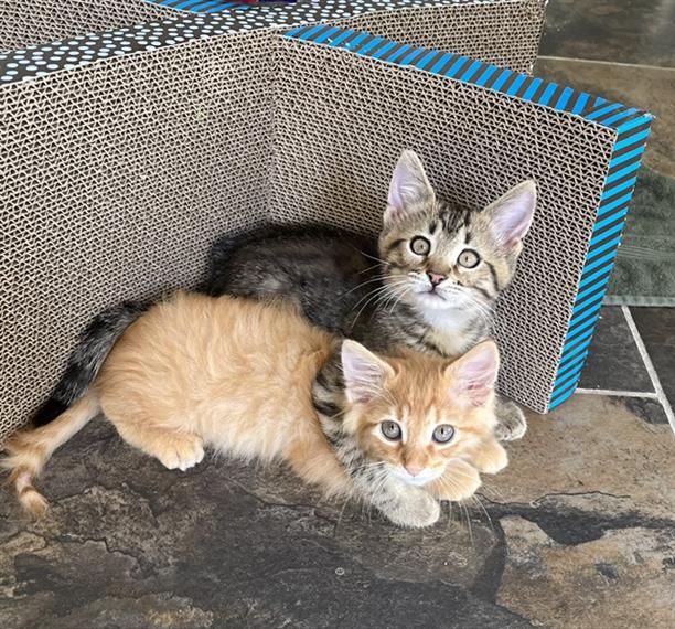 kittens