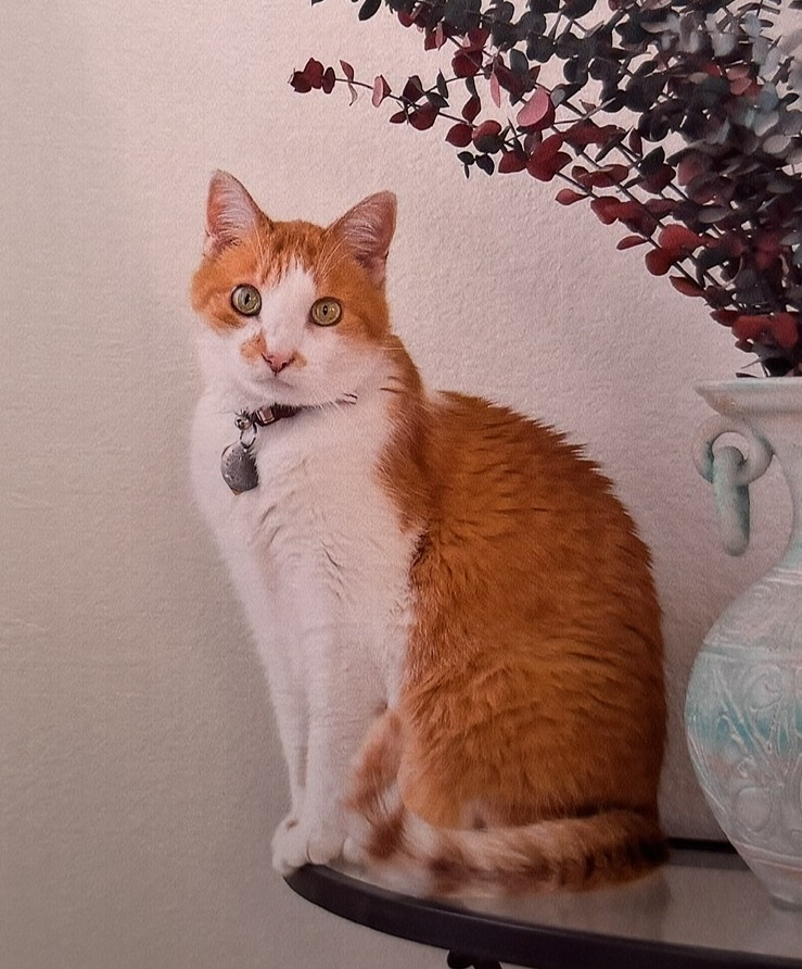 cat