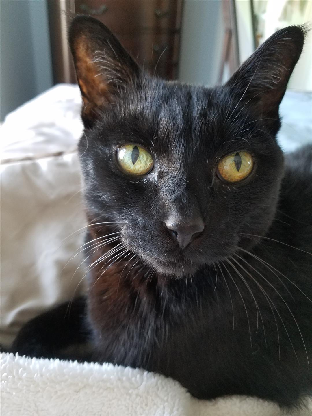 cat