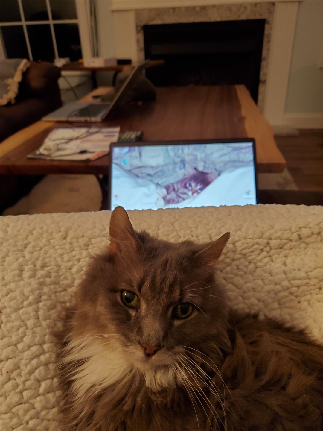 cat
