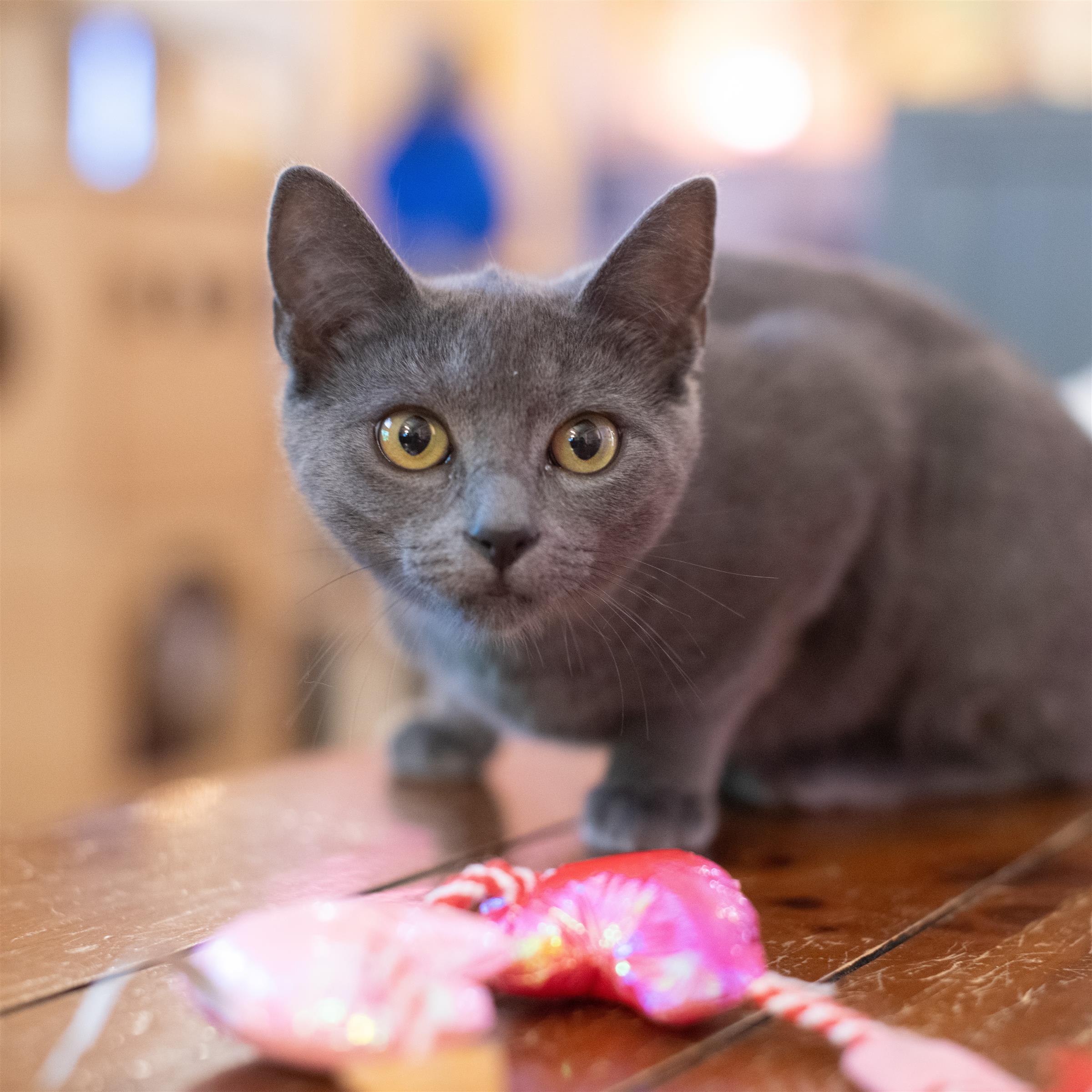 cat