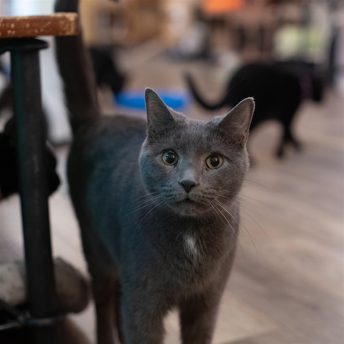 cat