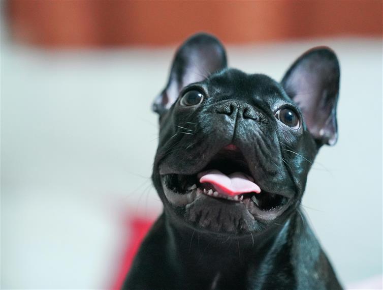 dog