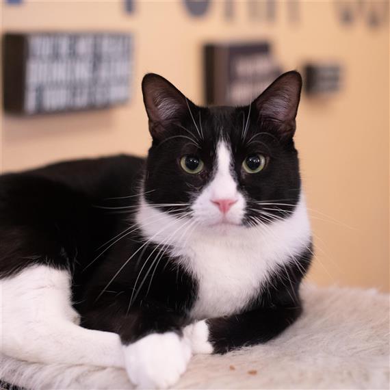 cat