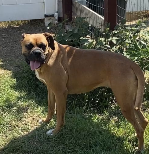 Roxie