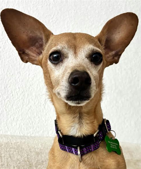 dog