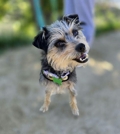 dog