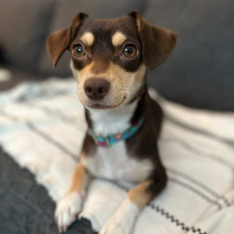 dog