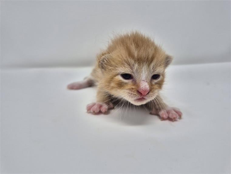 kitten