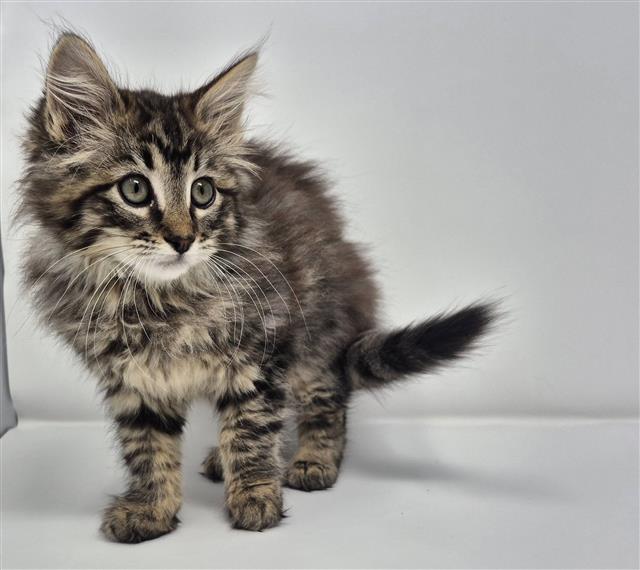 kitten