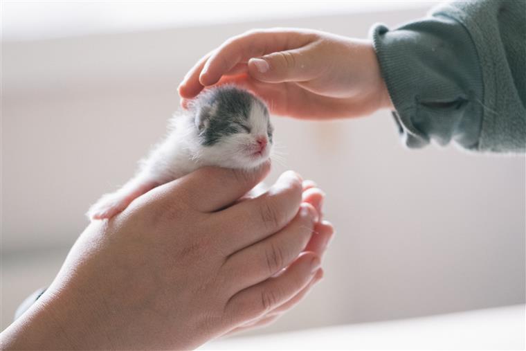 kitten