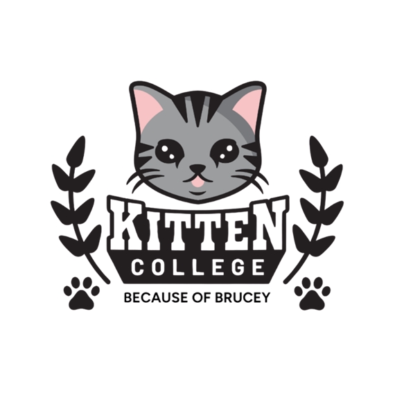kitten college