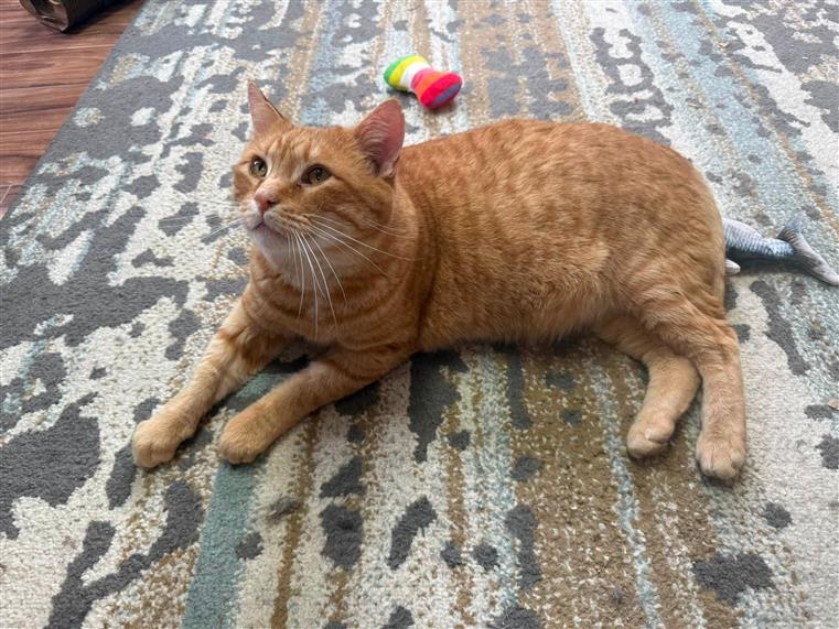 orange cat