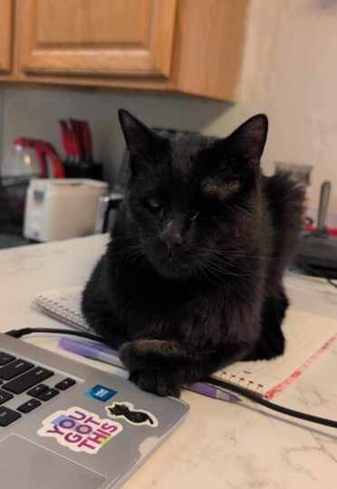 cat