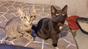 cats