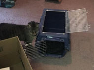carrier