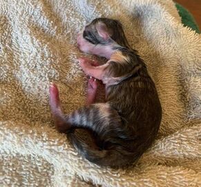 new born kitten