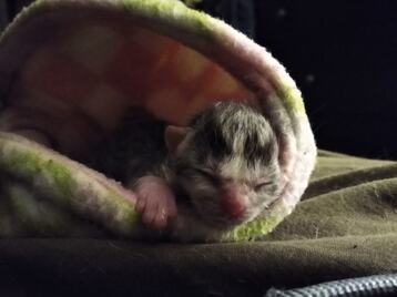 new born kitten