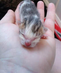 newborn kitten