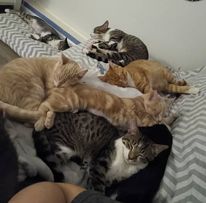 kittens