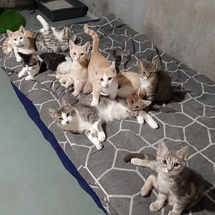 kittens
